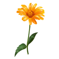 heliopsis, tournesol, illustration de fleur jaune png