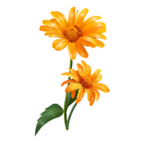 bouquet de fleurs marguerites illustration png