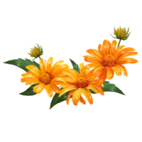 flower arrangement of their yellow daisies illustration png