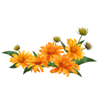 bloem arrangement van hun madeliefjes bloemen illustratie png