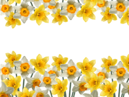 border of flowers of daffodils png