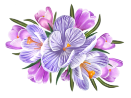 bouquet of spring crocus flowers png