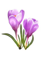 spring flowers crocus, saffron illustration png