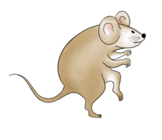 lindo personaje de ratón de dibujos animados de garabato marrón claro se cuela y actúa para robar algo. aislar la imagen. png