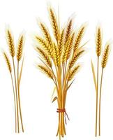 Set of Spike of wheat vector