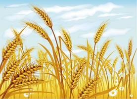 Wheat in the field vector
