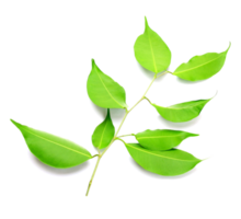 Twig with green leaves on transparent background png file