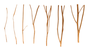 branches d'arbres secs sur fond transparent fichier png