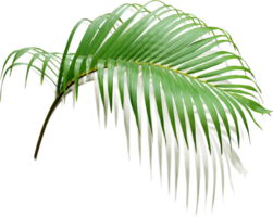 green leaf of palm tree with shadow on transparent png file