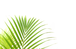 feuille de palmier vert tropical sur fond transparent fichier png
