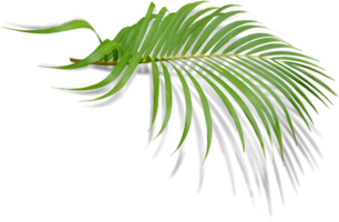 green leaf of palm tree with shadow on transparent png file