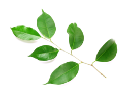 ramoscello con verde le foglie su trasparente sfondo png file