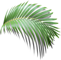 green leaf of palm tree with shadow on transparent png file