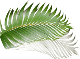 green leaf of palm tree with shadow on transparent png file