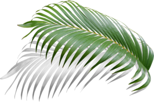 hoja verde de palmera con sombra en archivo png transparente