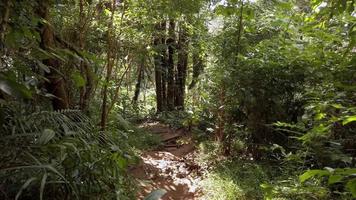 Slow motion view of a person walking trail through a forest or a park with green leaves and sun shining through the foliage video