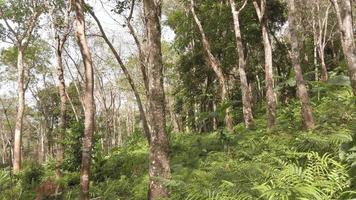 view of rain forest with many green leaves and sun shining through the foliage in tropical forest video