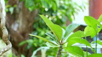 view to the tree leaves while in raining time in summer day video