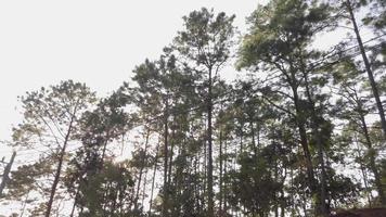 Visualizza guardare su per albero mentre in movimento veloce su il motobike sotto il alberi foresta nel Locale montagna la zona sotto blu cielo video