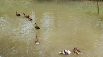 grupo de patos salvajes animales nadando en el agua del canal del estanque bajo el sol el día de primavera video