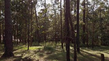 bosque mágico soleado en los rayos del sol naciente en el tiempo de la mañana en el bosque, los rayos se abren paso a través de las ramas del bosque de pinos. video