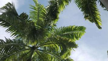 POV to palm tree coconut tree with background of clear blue sky in summer daytime with wind blowing near beach area in  Phuket,Thailand video