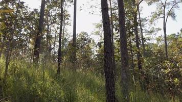 Sunny magical forest in the rays of the rising sun in the morning time in the forest, rays make their way through the branches of pine trees forest. video