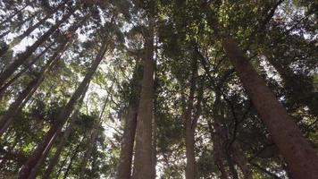 a piedi attraverso il foresta giapponese pino alberi durante il giorno, autunno foresta nel il mattina. video