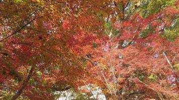Blick bis zu leuchtenden, vollfarbigen, rot-orangefarbenen Ahornblättern, die sich an einem schönen sonnigen Herbsttag in Japan leicht auf den Ästen gegen den blauen Himmel bewegen. video