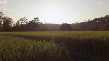 vista de los campos agrícolas de arroz dorado con fondo de cordillera natural verde bajo la llamarada del sol cuando el cielo se pone al atardecer video