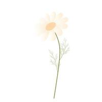 chamomile.  Daisy vector stock illustration. Daisies. Spring template for an invitation card.  Isolated on a white background. White flower