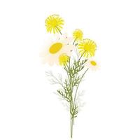 Calendula and chamomile. Wildflowers in a bouquet. vector stock illustration. Isolated on a white background.