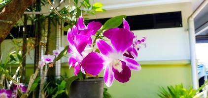 Closeup Violet orchid blooming with green leaves and white building background and copy space. Fresh purple flower in garden park. Beauty of flora and Natural wallpaper. photo