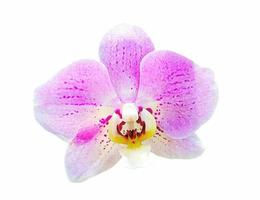 cierre la orquídea violeta y blanca que florece aislada en el fondo blanco con el camino de recorte y haga la selección. belleza en la naturaleza, planta tropical, flora morada, ramo de flores. foto