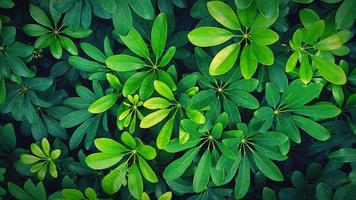 hermoso patrón de hojas verdes frescas para el fondo en el parque jardín en tono de filtro azul. belleza de la naturaleza, el crecimiento, la planta y el concepto de papel tapiz natural foto