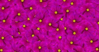 Dark purple cosmos flower pattern background. Art or abstract of violet flora, floral and beautiful natural wallpaper. photo