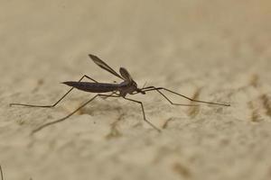 Macro shot of large mosquito on house wall photographed with flash photo
