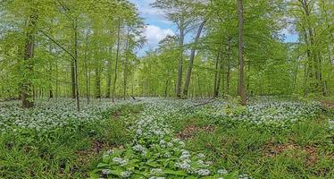 View over a piece of forest with dense growth of white flowering wild garlic photo