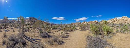 imagen del parque nacional del árbol de yoshua con árboles de cactus en california durante el día foto