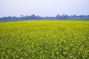 Beautiful Yellow Blooming rapeseed flower in the field natural Landscape view photo