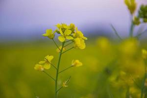 Close-up Focus A Beautiful  Blooming  Yellow rapeseed flower  with blurry background photo