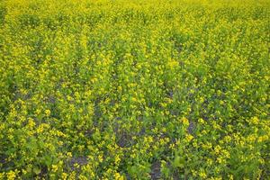 Beautiful Yellow Blooming rapeseed flower in the field natural Landscape view photo