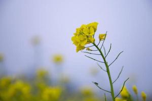 Close-up Focus A Beautiful  Blooming  Yellow rapeseed flower  with blurry background photo