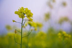 Close-up Focus A Beautiful  Blooming  Yellow rapeseed flower  with blurry background photo