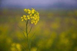 foco de primer plano una hermosa flor de colza amarilla floreciente con fondo borroso foto