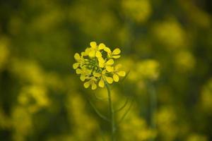 Close-up Focus A Beautiful  Blooming  Yellow rapeseed flower  with blurry background photo
