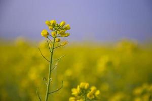 Close-up Focus A Beautiful  Blooming  Yellow rapeseed flower  with blurry background photo