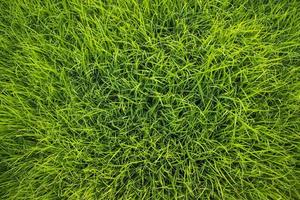 papel tapiz de fondo de textura de planta de plántulas de arroz verde foto