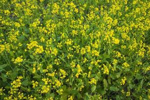 Beautiful Yellow Blooming rapeseed flower in the field natural Landscape view photo