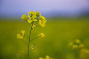 foco de primer plano una hermosa flor de colza amarilla floreciente con fondo borroso foto